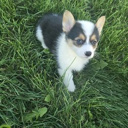 CAL - Black and tan male Pembroke Welsh Corgi puppy in Walker, Iowa from Double K Corgis