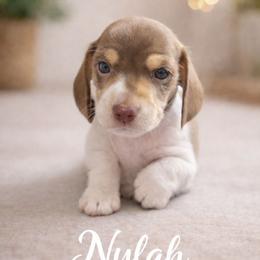 Nylah - Piebald female Dachshund puppy in New Caney, Texas from BouncinMiniWeenies