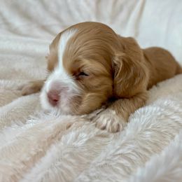 Cocker Spaniel Puppies from Jennifer Dees
