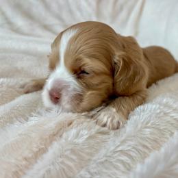 Cocker Spaniel Puppies from Jennifer Dees