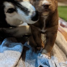 Siberian Husky Puppies from Wyant Farms