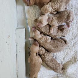 Goldendoodle Puppies from Glitzy Goldendoodles