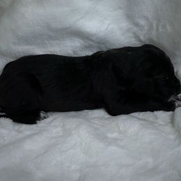 Blue - Black male Great Dane puppy in Aspers, Pennsylvania from Elja Danes