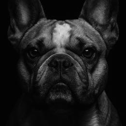 Peanut - French Bulldog