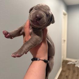 Chrome - Silver male Great Dane puppy in Moreno Valley, California from Graham’s Danes N Littles