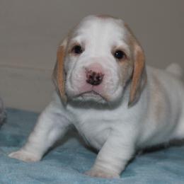 Range - Lemon and white male Beagle puppy in Morrill, Kansas from Kelle Beagles
