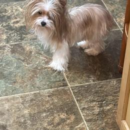 Butterscotch - Yorkshire Terrier