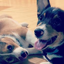 Pembroke Welsh Corgis from Reservoir Corgis