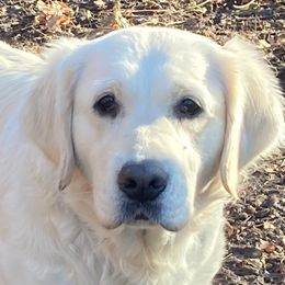 Anaiah - Golden Retriever