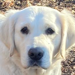 Anaiah - Golden Retriever