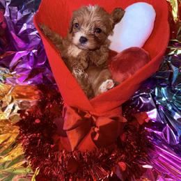 Frankie - Red female Cavapoo puppy in Conway, Missouri from Jordan  Harrison