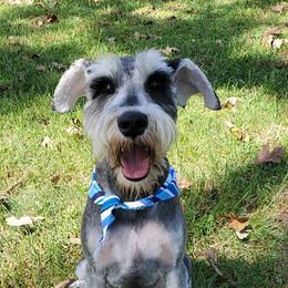 Miniature Schnauzers, Poodles, and Schnoodles from Cedar Glades Canines