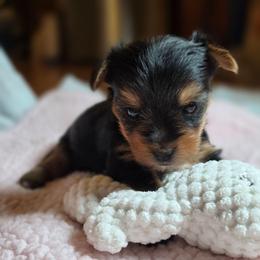 Margo Mae (Girl 2) - Black and tan female Yorkshire Terrier puppy in Cottageville, South Carolina from Mandy's Yorkie's , Yorkiepoo's & Maltipoo's