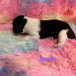 Boy 2 - male English Springer Spaniel puppy in Denton, Texas from Kytra's Kennels