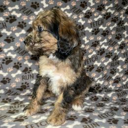 Fielder - Chocolate merle male Bernedoodle puppy in Battle Creek, Michigan from T-Rose’s Bernedoodle & Pomsky Puppies