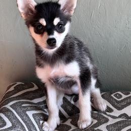 Nova - Black and white female Alaskan Klee Kai puppy in Winthrop, Minnesota from Kayobi Shibas