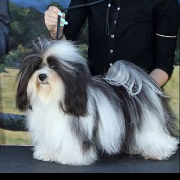 Havanese Puppies from SunWyst Havanese