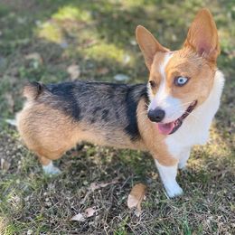 American Corgi All Grown Up from Constellation Corgi