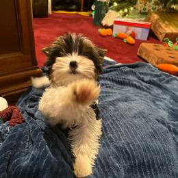 Max's Sister Ruby - Black tan and white female Biewer Terrier puppy in Lebanon, Oregon from SD99Biewers