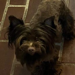 Whisky - Yorkshire Terrier