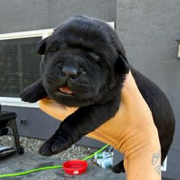 Ryder Jr. - Black male Labrador Retriever puppy in Orangevale, California from NorCal Silver & Coal Labradors