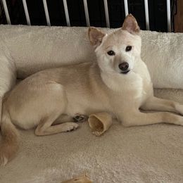 Kairi - Shiba Inu