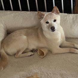 Kairi - Shiba Inu