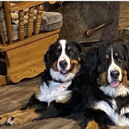 Bernese Mountain Dog Puppies from Lonesome Pine Farm