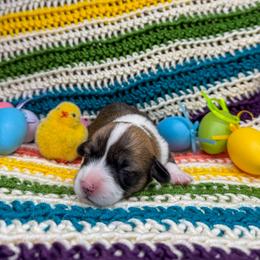LORETTA - Sable female Pembroke Welsh Corgi puppy in Ritzville, Washington from Sapphire Iris Corgis