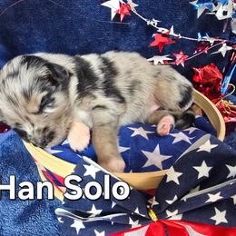 Han Solo - Blue merle male Australian Shepherd puppy in Smithfield, Utah from Invictus Farms