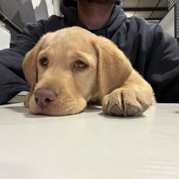 Labrador Retriever Puppies from Stirpe Corleone Labradors