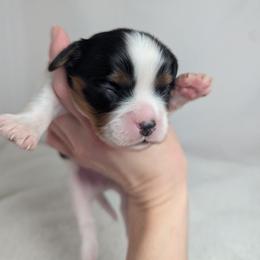 Xerxes - Tri-color male Cavalier King Charles Spaniel puppy in Seymour, Missouri from Painted Blessing's AKC Cavaliers LLC