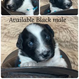 Eagle - Black tri-color male Australian Shepherd puppy in Marshall, Virginia from Greywood Farm Aussies