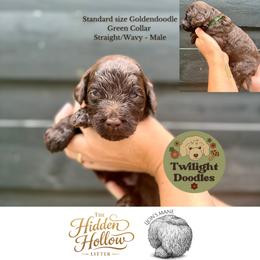 Lion's Mane - Green Collar - Chocolate male Goldendoodle puppy in Garland, Texas from Twilight Doodles