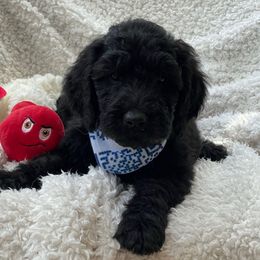 Pat - Black male Goldendoodle puppy in Rocky Point, North Carolina from CelticDoods