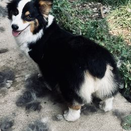 Cleo - Pembroke Welsh Corgi