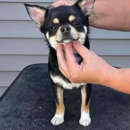 Striker - Chihuahua