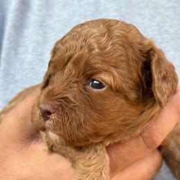 Aspen (White collar girl) - Red female Cavapoo puppy in Eagle Mountain, Utah from Liberty Farms Puppies