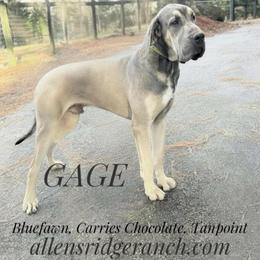 Gage - Great Dane