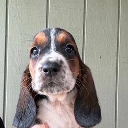 Girl 2 - Black brown and white female Basset Hound puppy in St. Cloud, Florida from Fancy Hounds