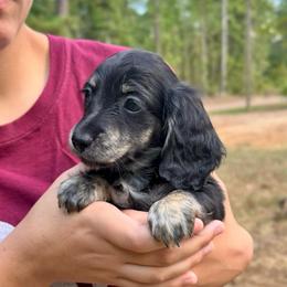 Rose AKC HEALTH GUARANTEE - Brindle female Dachshund puppy in El Dorado, Arkansas from LovelylilDoxies