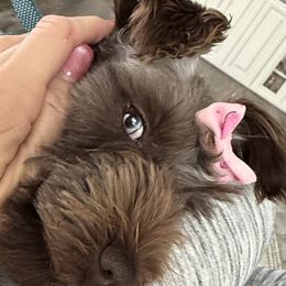 Mocha - Miniature Schnauzer