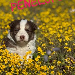 Penelope - Red female Border Collie puppy in Sanger, California from Flying M Cactus Ranch Buddies