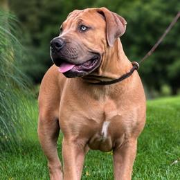 KMA - Fawn female Boerboel puppy in Pennsylvania from Cold River Boerboels