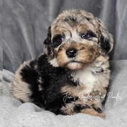 Fire - Merle female Sheepadoodle puppy in Cleveland, Georgia from Jam's Doodles And Poodles