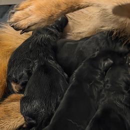 Boy 1 - Black and red male German Shepherd puppy in Colorado Springs, Colorado from Vom Grossen Himmel