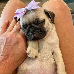 Pugs from Marla's Pugs