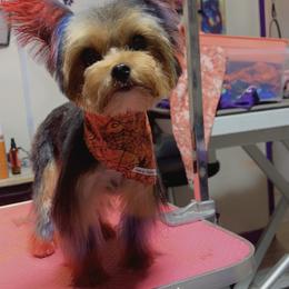Kash - Yorkshire Terrier