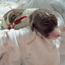 Fin - Chocolate male Goldendoodle puppy in Atlantic Beach, Florida from Glamorous Golden Doodles