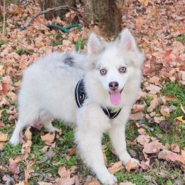 Lainey SALE 3100 - Merle female Pomsky puppy in Christiana, Tennessee from Smoky Mountain Pomskies